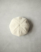 画像をギャラリービューアに読み込む, N-1507 / Euryops Cas