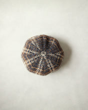 画像をギャラリービューアに読み込む, N-1507 / Euryops Cas